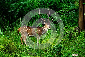 Chital or spotted deer grazing at a wild life sanctuary