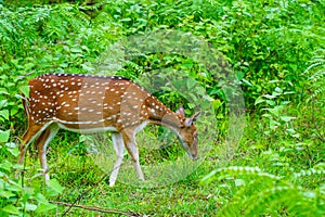 Chital or spotted deer grazing in a wild life sanctuary