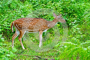 Chital or spotted deer grazing in a wild life sanctuary