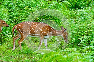 Chital or spotted deer grazing in a wild life sanctuary