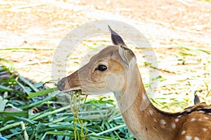 Chital,Spotted deer standing in the zoo