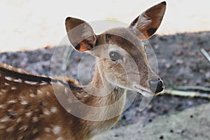 Chital,Spotted deer standing in the zoo