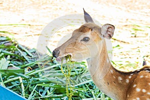 Chital,Spotted deer standing in the zoo