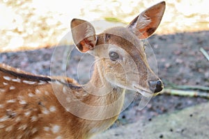 Chital,Spotted deer standing in the zoo