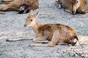 Chital,Spotted deer standing in the zoo