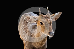 Chital,Spotted deer standing in the zoo Isolate on black background