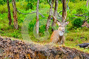 Chital or spotted deer wet in rain grazing in a wild life sanctuary