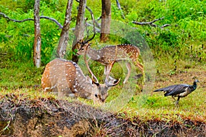 Chital or spotted deer wet in rain grazing in a wild life sanctuary