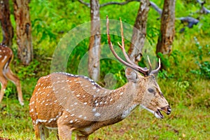 Chital or spotted deer wet in rain grazing in a wild life sanctuary