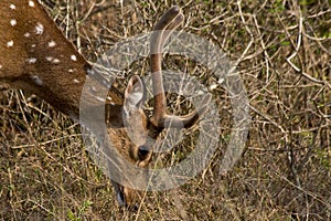 Chital Stag