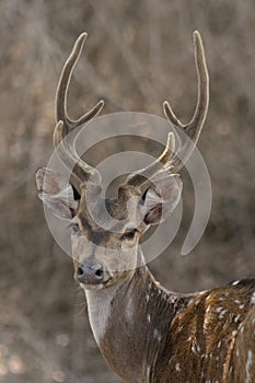 Chital Stag 2