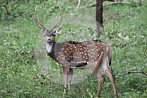 Chital Stag