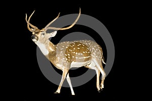 Chital Stag or Buck