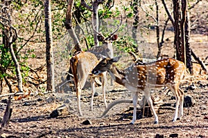 Chital Stag and Doe in open glade, Gir National Park, Gujarat, India