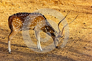 Chital Stag at a salt lick, Gir Natonal Park, Gujarat, India