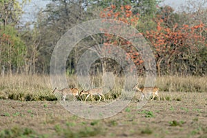 Chitals Grazing in Grassland in summers