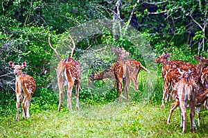 Chitals, Yala West National Park, Sri Lanka