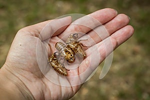 Chitin exoskeleton of cicada Tibicina haematodes in the hand photo