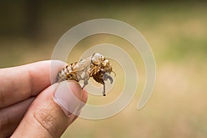 Chitin exoskeleton of cicada Tibicina haematodes in the hand photo