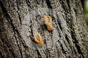 Chitin exoskeleton of cicada Tibicina haematodes on the tree photo