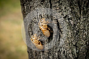 Chitin exoskeleton of cicada Tibicina haematodes on the tree photo