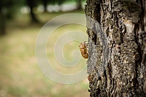 Chitin exoskeleton of cicada Tibicina haematodes on the tree photo