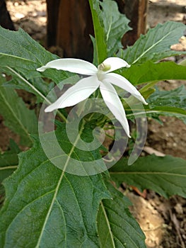 Chitolod is a medicinal plant that has long flower stalks.