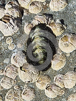 Chiton with barnacles on a rock