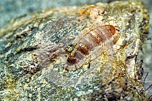 Chiton, Cabo Cope-Puntas del Calnegre Natural Park, Spain