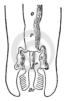 Chiton Excretory and Reproductive Organs, vintage illustration