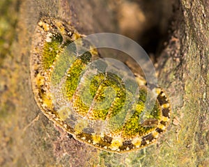 Chiton Lepidochitona cinerea on rocks at coast