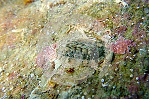 Chiton, a marine polyplacophoran mollusk in the family Chitonidae