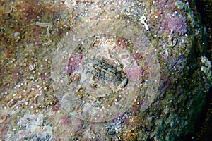 Chiton, a marine polyplacophoran mollusk in the family Chitonidae