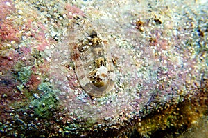 Chiton, a marine polyplacophoran mollusk in the family Chitonidae