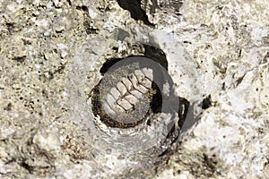 A Chiton on a rock