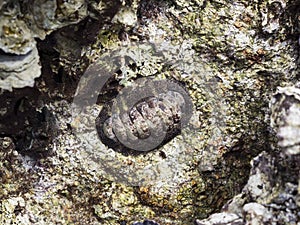 Chiton