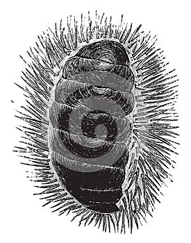 Chiton spinosus, vintage illustration