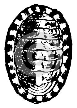 Chiton, vintage illustration