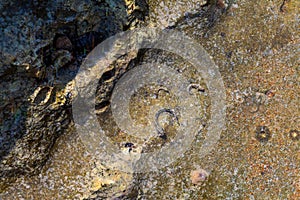 Chitons fossils on the beach of chabahar,iran photo
