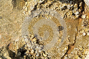 Chitons fossils on the beach of chabahar,iran photo