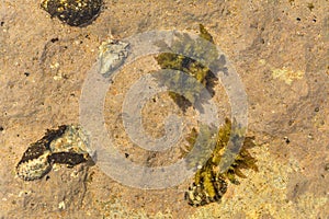 Chitons fossils on the beach of chabahar,iran photo