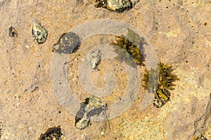 Chitons fossils on the beach of chabahar,iran photo