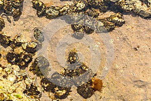Chitons fossils on the beach of chabahar,iran photo