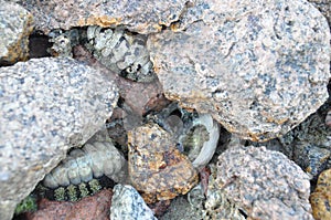 Chitons in rocks