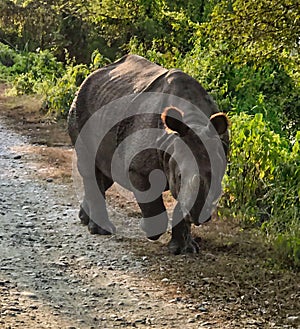 Chitwan Aisiatic Rhinoceros