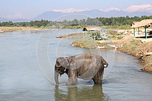 Chitwan Elephant - Nepal
