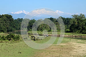 Chitwan National Park, Sauraha, Nepal