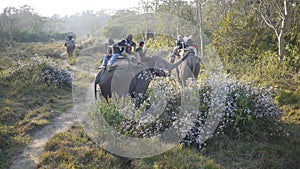 Chitwan elephant riding in forest