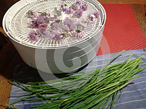 Chive Allium Schoenoprasum Blossoms and Chives Ready to be Dried in a Dehydrator
