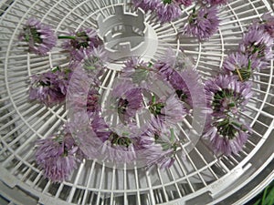Chive Allium Schoenoprasum Blossoms Ready to be Dried in a Dehydrator